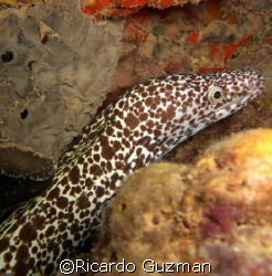 Between a rock and a hard place: A moray works her way th... by Ricardo Guzman 